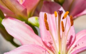 Photo Lily bouquet